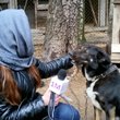 В гостях у четвероногих друзей