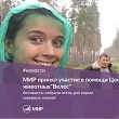 Сбор еды для северных оленей